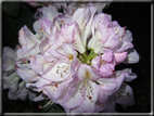 foto Fiori